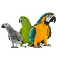 Клетки для попугаев и экзотических птиц