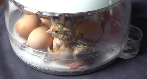 Инкубатор Rcom 10 PRO