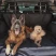 Перегородка в а/м Ferplast DOG CAR SECURITY для собак