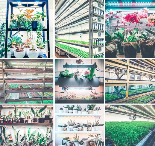 Модуль 2.8.с Комфорт 5000K - Рассада, Микрозелень. Белый свет.