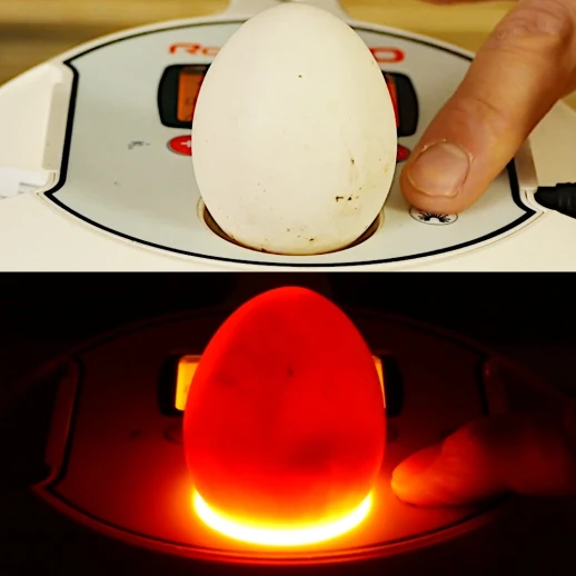 Инкубатор Rcom 10 PRO-Plus