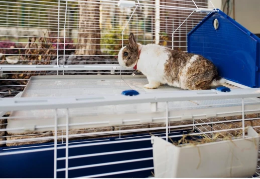 Клетка Ferplast BARN 120 для кроликов серая