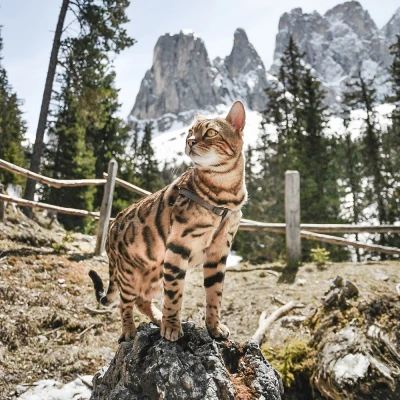 Шлейка Ferplast EASY XS нейлоновая розовая