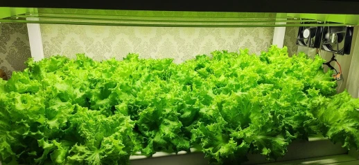 Модуль 2.9.с Комфорт 5000K - Рассада, Микрозелень. Белый свет.