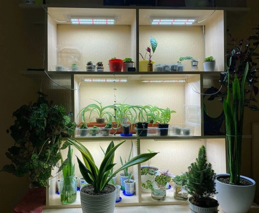 Модуль 2.9.e Биколор комфорт - Рассада, Микрозелень.Белый свет.