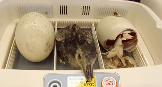 Инкубатор Rcom 20 PRO DO с овоскопом