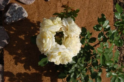 Кокосовый мат Мульчаграм 1х3 м