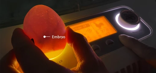 Инкубатор Rcom 50 PRO DO с овоскопом