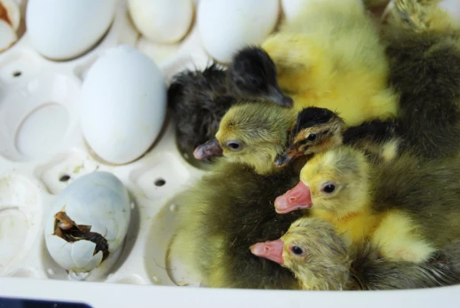 Инкубатор Rcom 50 PRO DO с овоскопом