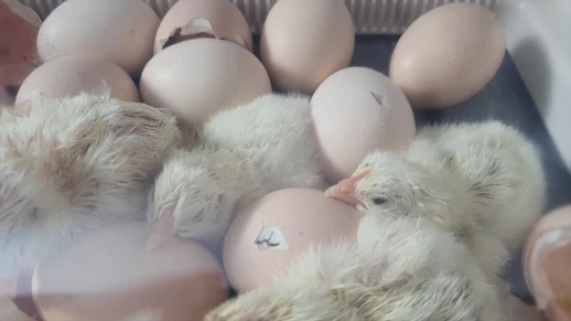 Инкубатор Rcom 50 PRO DO с овоскопом