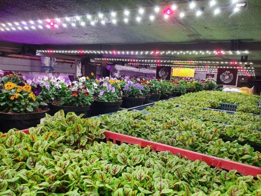 Модуль Биколор комфорт 2.9. e_W - Рассада, Микрозелень.Белый свет.С защитой от влаги