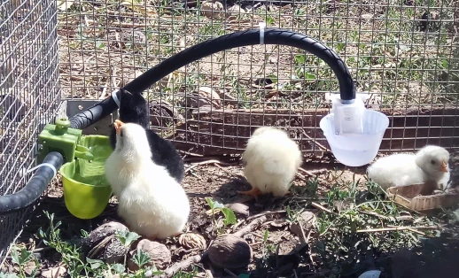 Чашечная поилка НП21