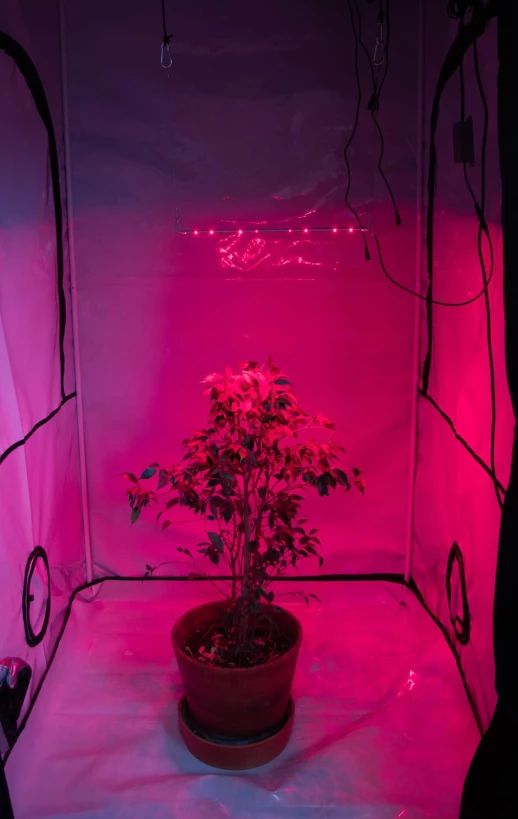 Модуль 4.2 Booster line Osram GH CSSRM3.24 OSLON® Square Hyper Red 660nm