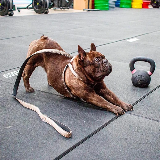 Поводок Ferplast CRICKET MATIC G15/120 красный нейлон