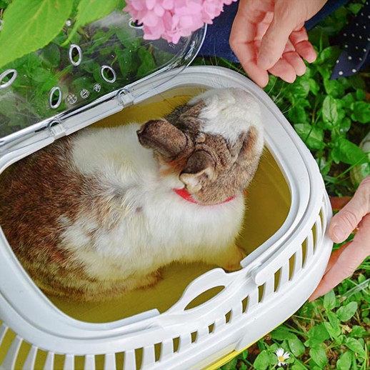 Переноска Ferplast ALADINO Large для декоративных кроликов