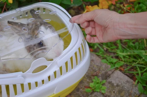 Переноска Ferplast ALADINO Large для декоративных кроликов