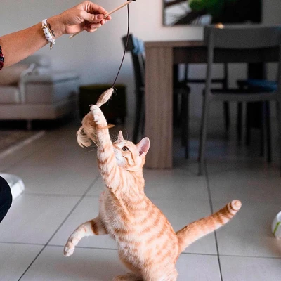 Ferplast PA 4998 Игрушка - удочка для кошек