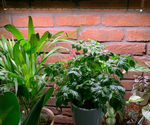 Модуль Биколор комфорт 2.7 c_W - Рассада, Микрозелень.Белый свет.С защитой от влаги