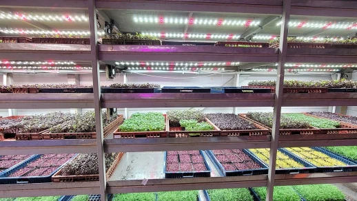 Модуль Биколор комфорт 2.7 c_W - Рассада, Микрозелень.Белый свет.С защитой от влаги