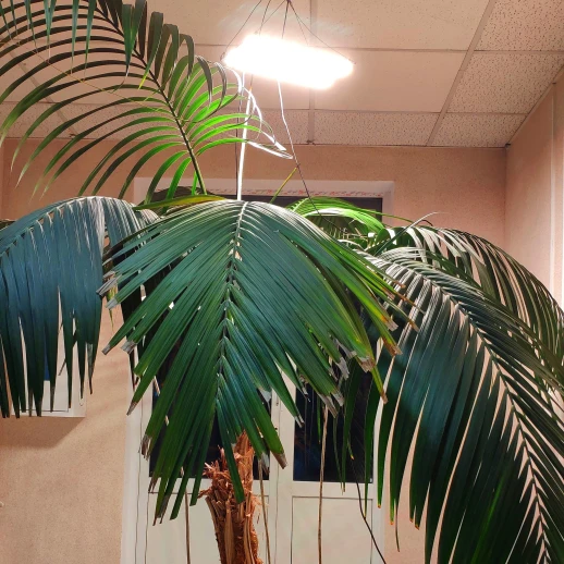 Комплект "Досветка большого растения или стола"