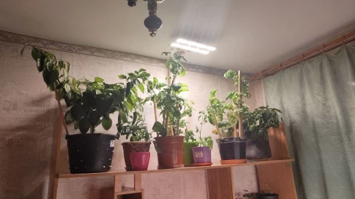 Комплект "Досветка большого растения или стола"