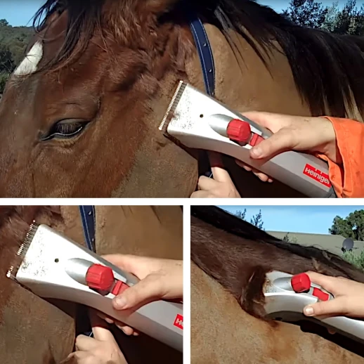 Машинка Heiniger Delta 3 для стрижки лошадей и КРС лезвия 31/15