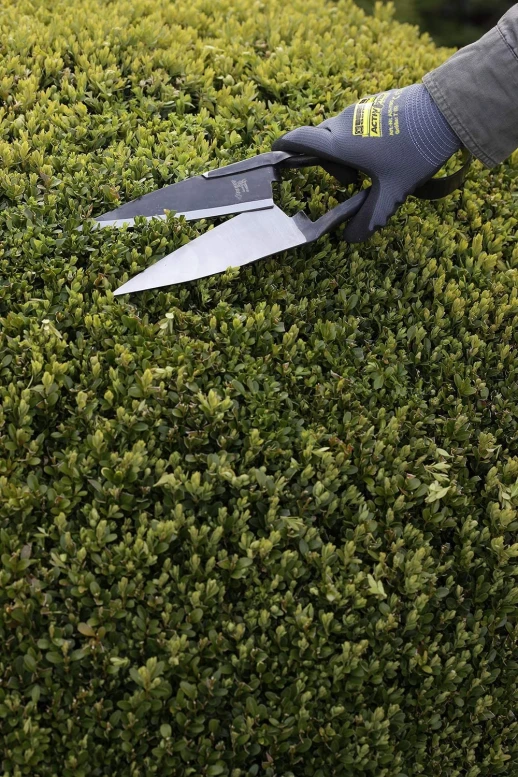 Ножницы Berger 2711 одинарные для стрижки овец и самшита