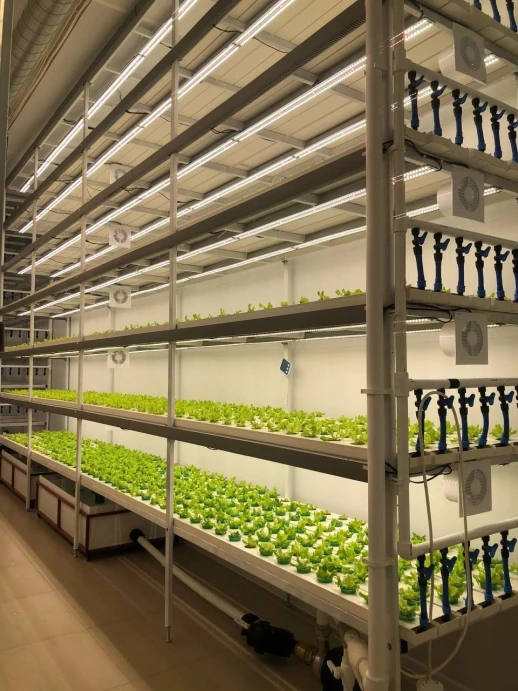 Модуль Биколор Комфорт - Рассада,Микрозелень. Белый свет.