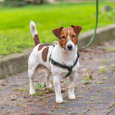 Поводок Ferplast DAYTONA DELUXE G20/120 зелено-черный