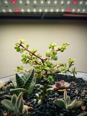 Модуль Биколор Комфорт- Рассада, Мирозелень. Белый свет.