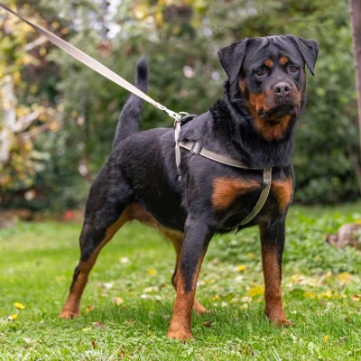 Поводок Ferplast DAYTONA DELUXE G25/120 коричнево-черный