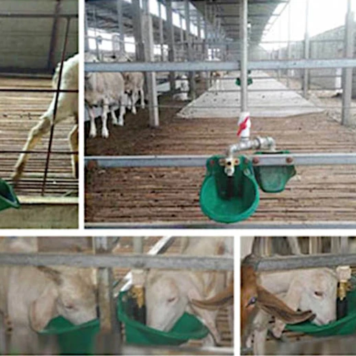 Поилка чашечная для коз и овец автоматическая с медным клапаном