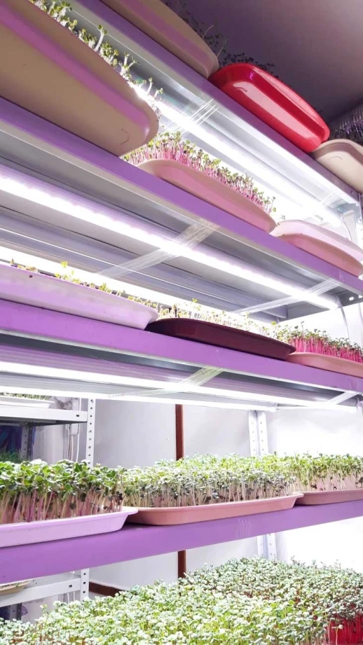 Фитолампа для растений линейная VA-3 90 см 20Вт