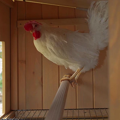 Деревянный домик для кур Ferplast HEN HOUSE 30