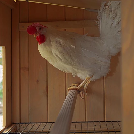 Деревянный домик для кур Ferplast HEN HOUSE 30