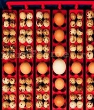 Лоток для инкубатора на 36/144 яиц ЛТ2