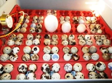 Лоток для инкубатора на 36/144 яиц ЛТ2