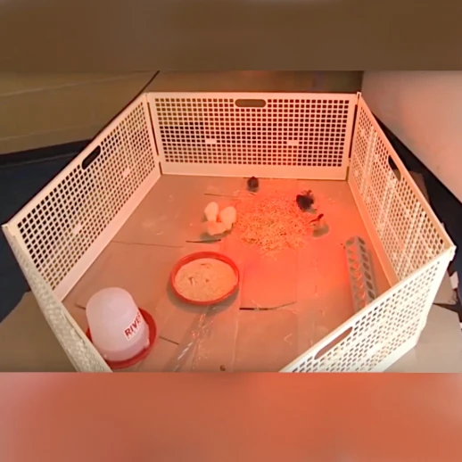 Решетка-ограждение для выращивания цыплят 400х800 мм