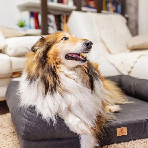 Лежак Ferplast MEMOR-ONE L для собак