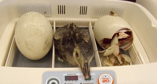 Инкубатор Rcom 20 MAX DO с овоскопом