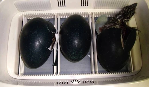 Инкубатор Rcom 20 MAX DO с овоскопом