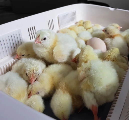 Инкубатор Rcom 20 MAX DO с овоскопом