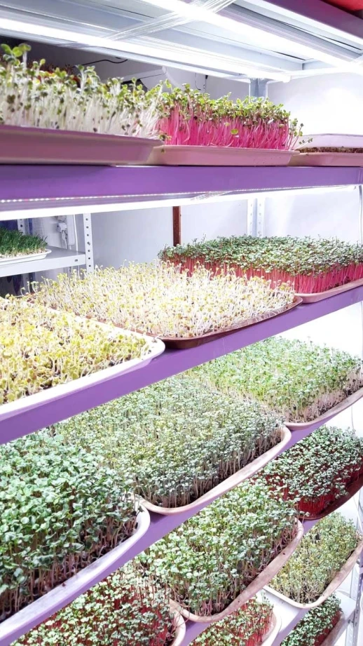 Фитолампа для растений линейная VA-2 90 см 15Вт