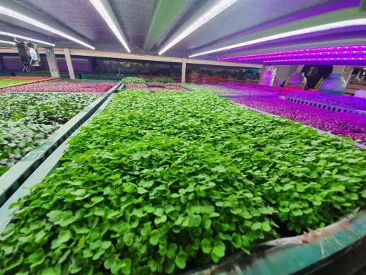 Фитолампа для растений линейная VA-2 90 см 15Вт