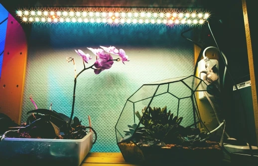 Модуль Цветонос - Цветение и плодоношение. Белый свет.