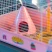 Клетка Ferplast CRICETI 9 PRINCESS для хомяков x1
