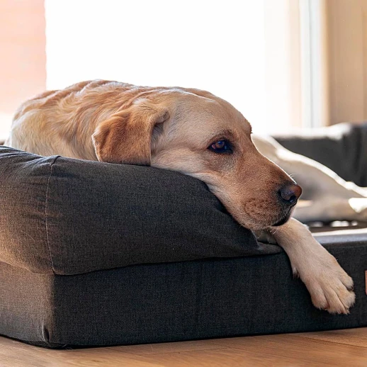 Лежак Ferplast MEMOR-ONE XL для собак