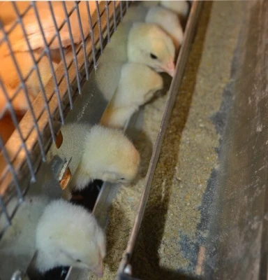 Брудер для цыплят Базис 90-БР-1 Стандарт