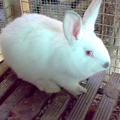 Планка для пола Contro Fratelli