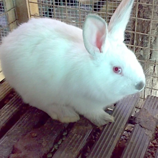 Планка для пола Contro Fratelli